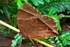 Thaumantis noureddin