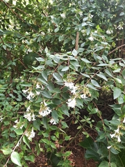 Abelia