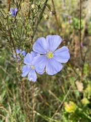 Linum usitatissimum
