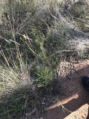 Daviesia leptophylla