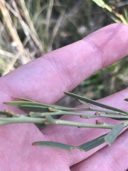 Daviesia leptophylla