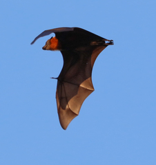 Pteropus poliocephalus