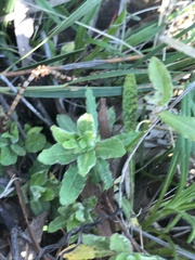 Wahlenbergia stricta