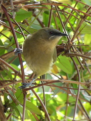 Anthornis melanura melanura