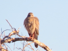 Melierax canorus argentior