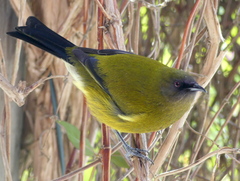 Anthornis melanura melanura
