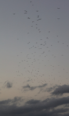 Pteropus poliocephalus