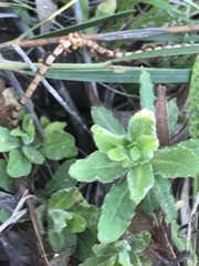 Wahlenbergia stricta