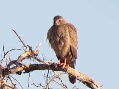 Melierax canorus argentior