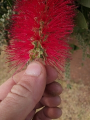 Melaleuca