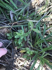 Wahlenbergia stricta