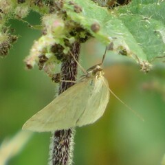 Udea lutealis