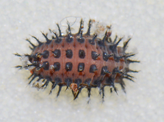 Chilocorus kuwanae