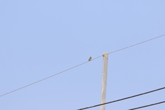 Psilopogon haemacephalus