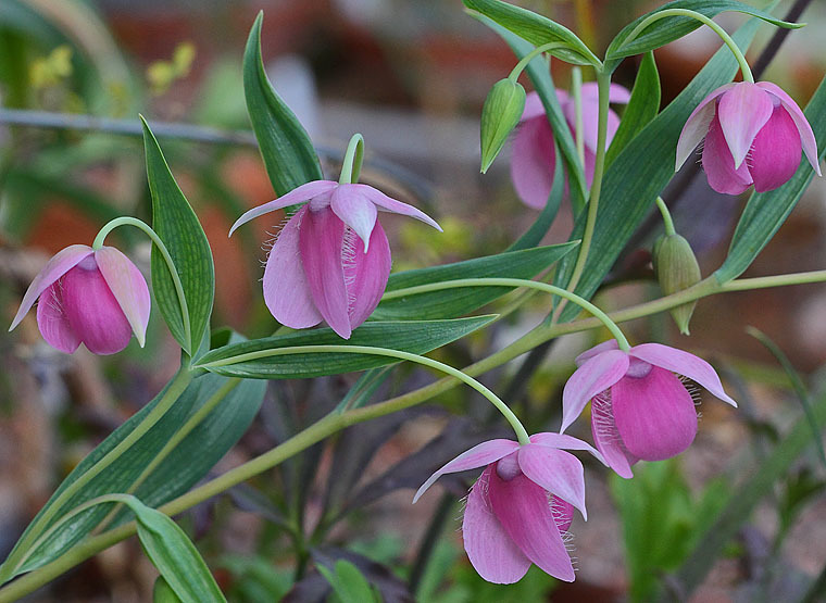 Calochortus amoenus