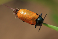 Clytra