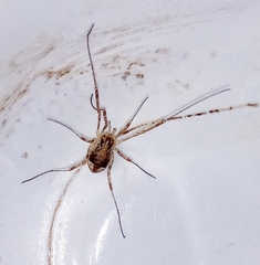 Paroligolophus agrestis