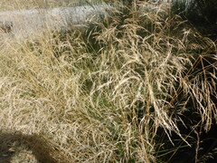 Deschampsia cespitosa