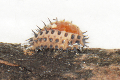 Chilocorus kuwanae