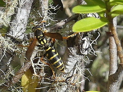 Polistes chinensis