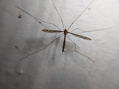 Tipula furca