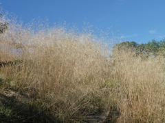 Deschampsia cespitosa