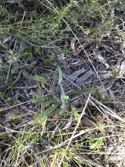 Senecio prenanthoides