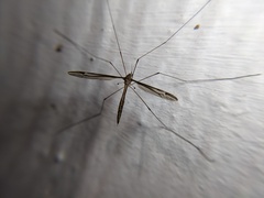 Tipula furca
