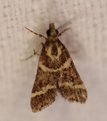 Scoparia spelaea