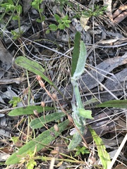 Senecio prenanthoides