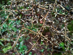 Elaeocarpus hookerianus