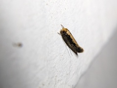 Monopis crocicapitella
