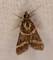 Scoparia spelaea