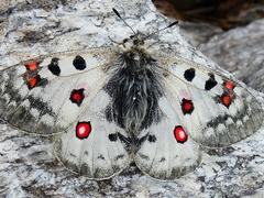 Parnassius phoebus
