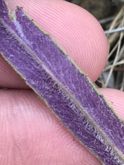 Senecio prenanthoides