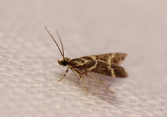 Scoparia spelaea