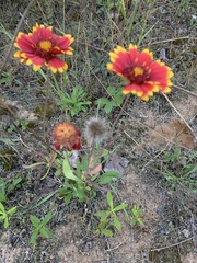 Gaillardia pulchella