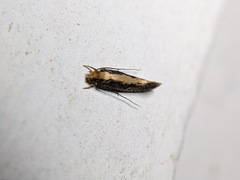 Monopis crocicapitella