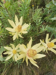 Leucadendron tinctum