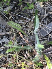 Senecio prenanthoides