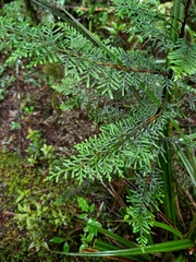 Libocedrus bidwillii