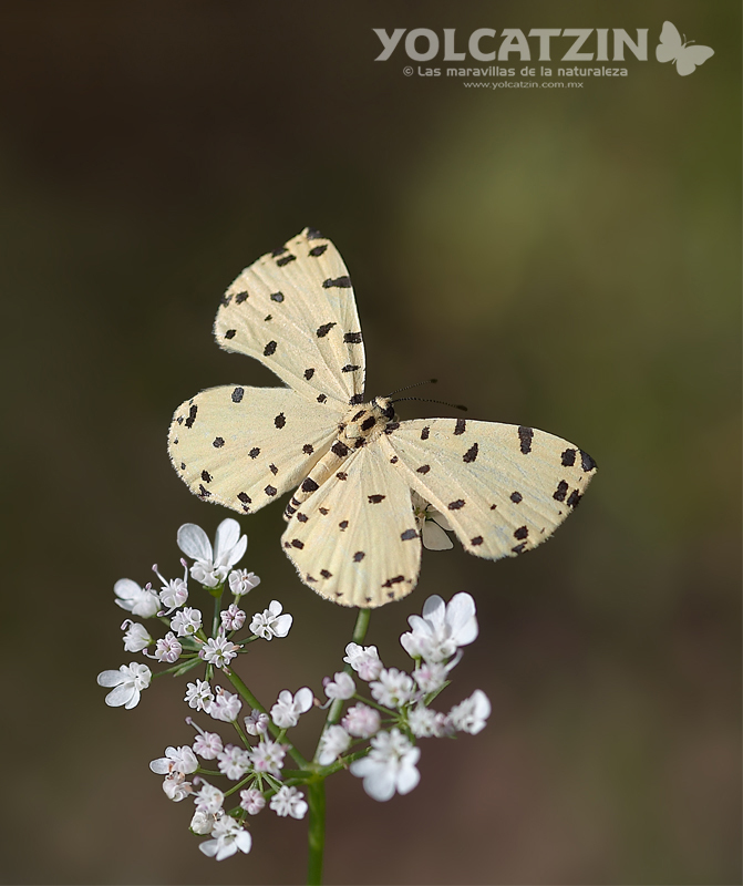 Baeotis sulphurea