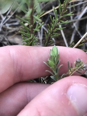 Pimelea curviflora