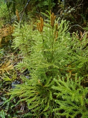 Austrolycopodium fastigiatum