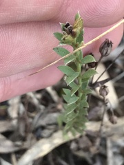 Pimelea curviflora