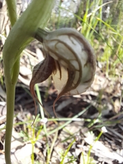 Pterostylis spathulata