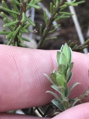 Pimelea curviflora