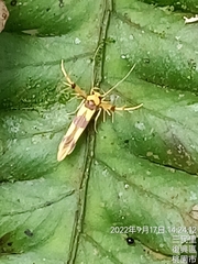 Stathmopoda fusciumeraris