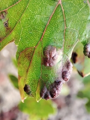 Colomerus vitis