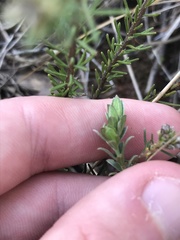 Pimelea curviflora